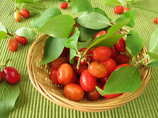 Здрав као дрен